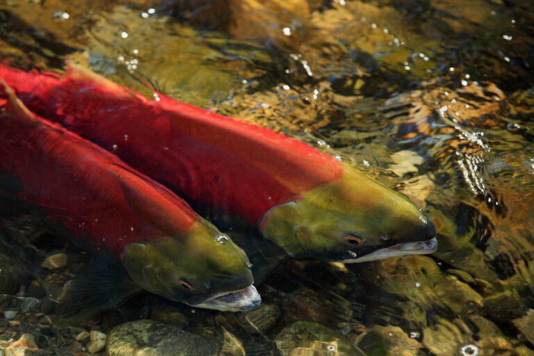 Will Atlas Joins Pacific Salmon Commission