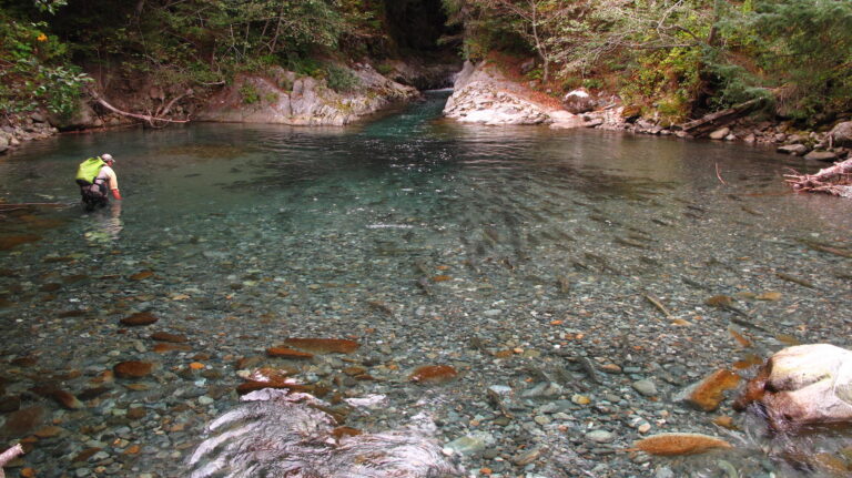 In B.C., an Exciting Salmon Genetics Tool Gets a Boost