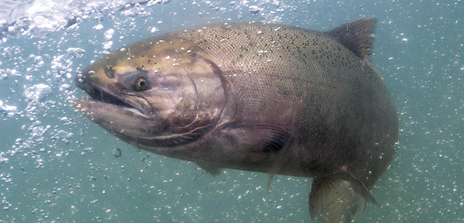 Climate Change: Building Resilience - Wild Salmon Center