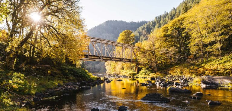 Protect the Tillamook Rainforest