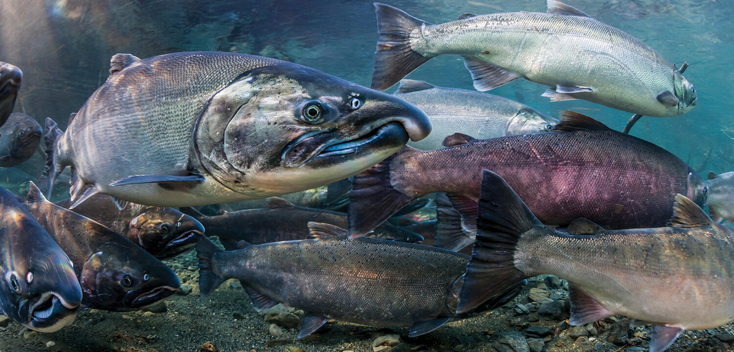 What is the difference between salmon fish in ocean and river waters? -  Quora