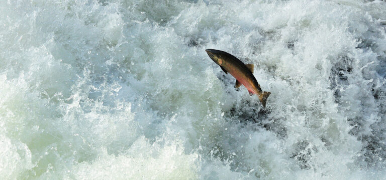 Wild Salmon Center’s biggest wins of all time