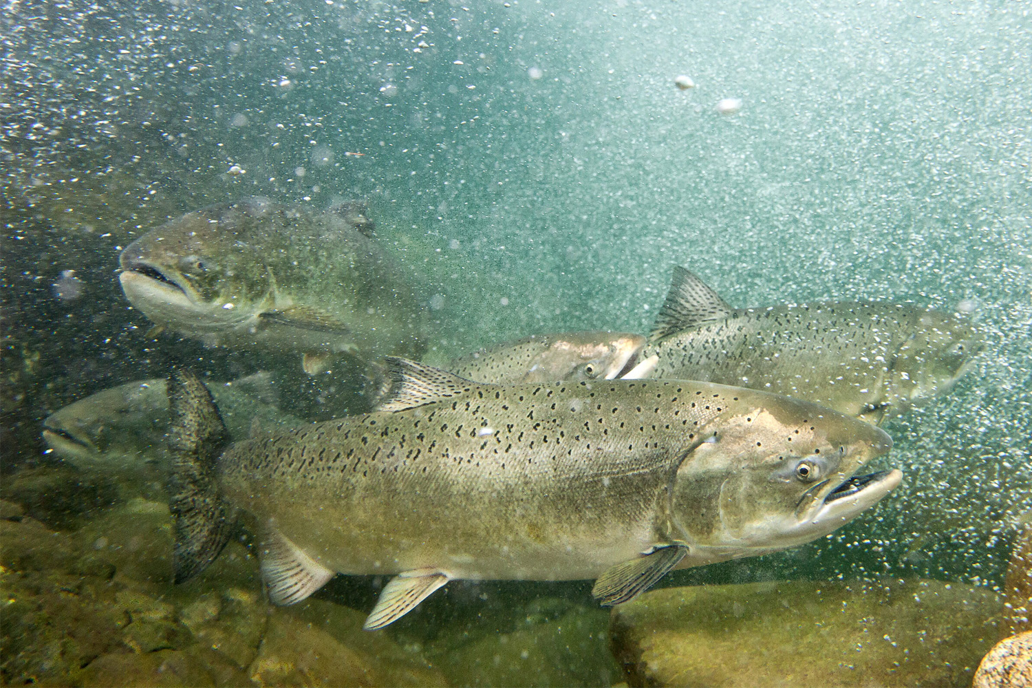 Spring Into Salmon  Explore New England