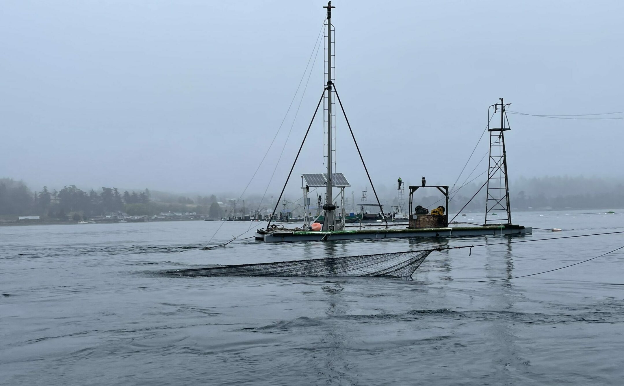 Lummi Island Reef Netting: Eat This Salmon - Wild Salmon Center