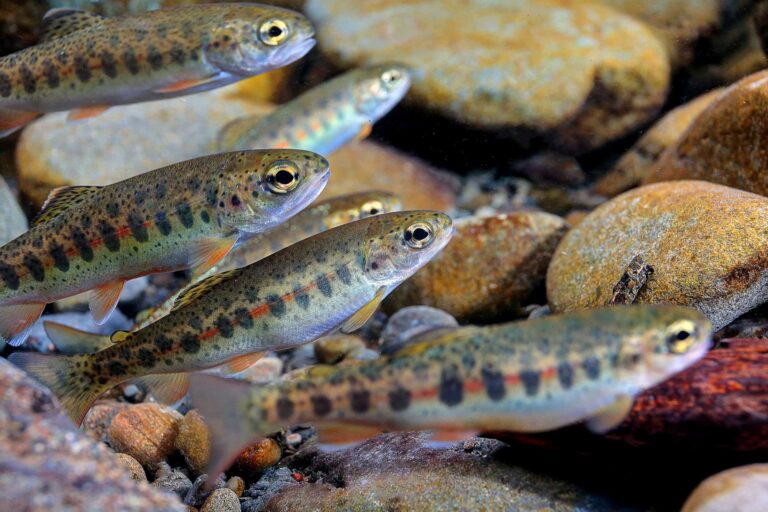 New Research Shows 55% Decline over 70 Years for OP Steelhead