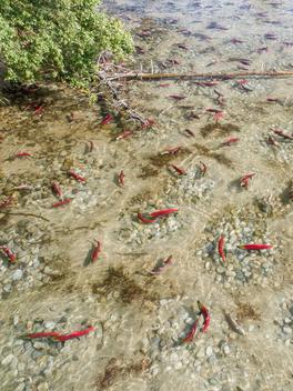 Shockingly huge' steelhead salmon escape fish farm, threatening B.C. lake -  Bella Coola News