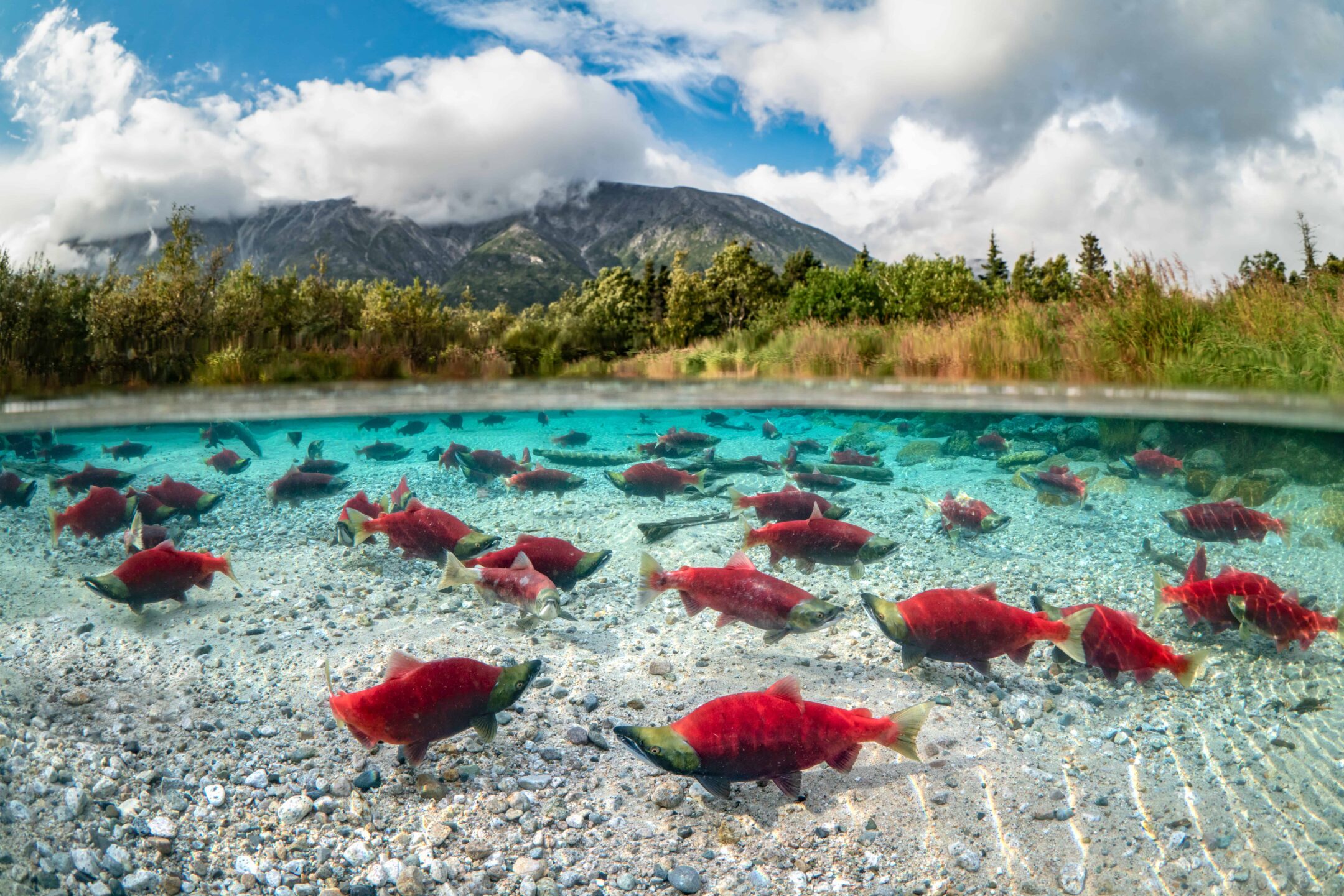 Alaska - Wild Salmon Center