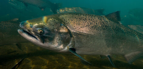 Next Steps for Snake River Dam Removal - Wild Salmon Center