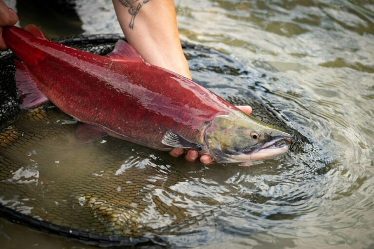B.C. Sockeye DNA Project Enters Exciting New Phase