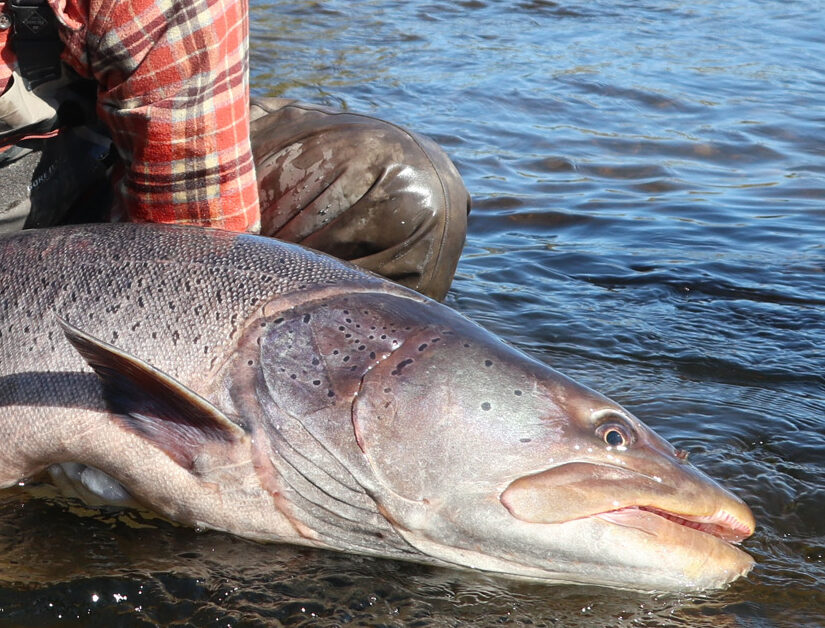 International Taimen Initiative - Wild Salmon Center