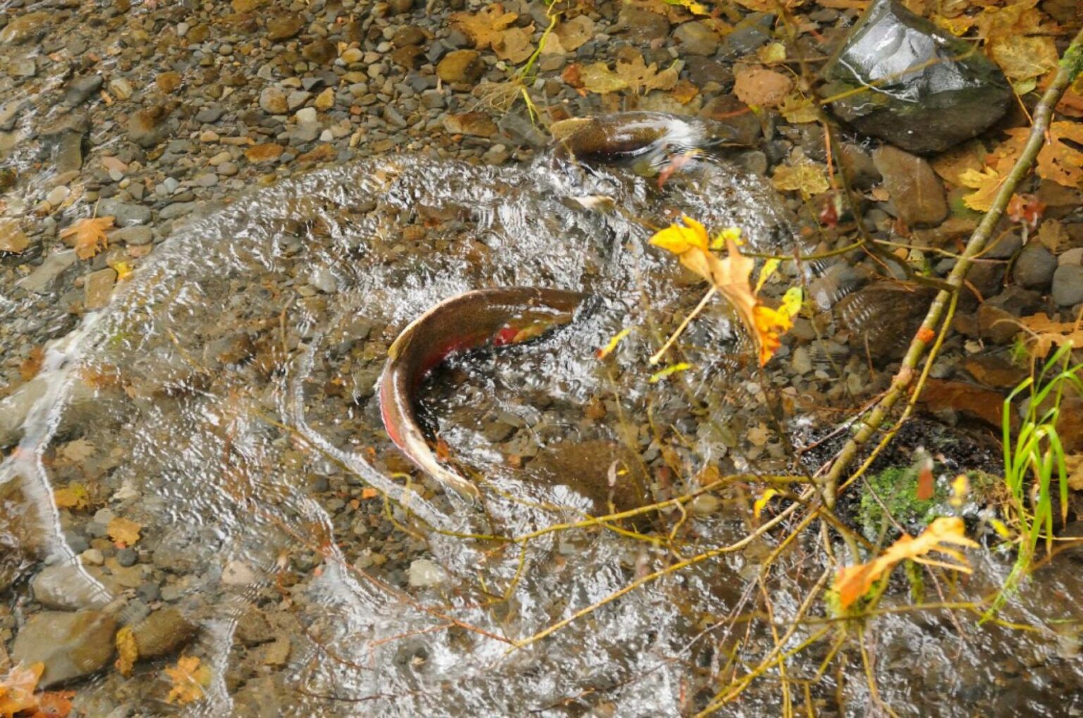 Coho: A Bright Spot In Salmon Recovery Gets Brighter - Wild Salmon Center