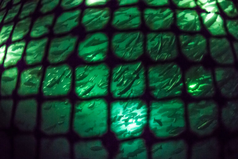 Here’s Why We’re Working To End Open Net-Pens in B.C.