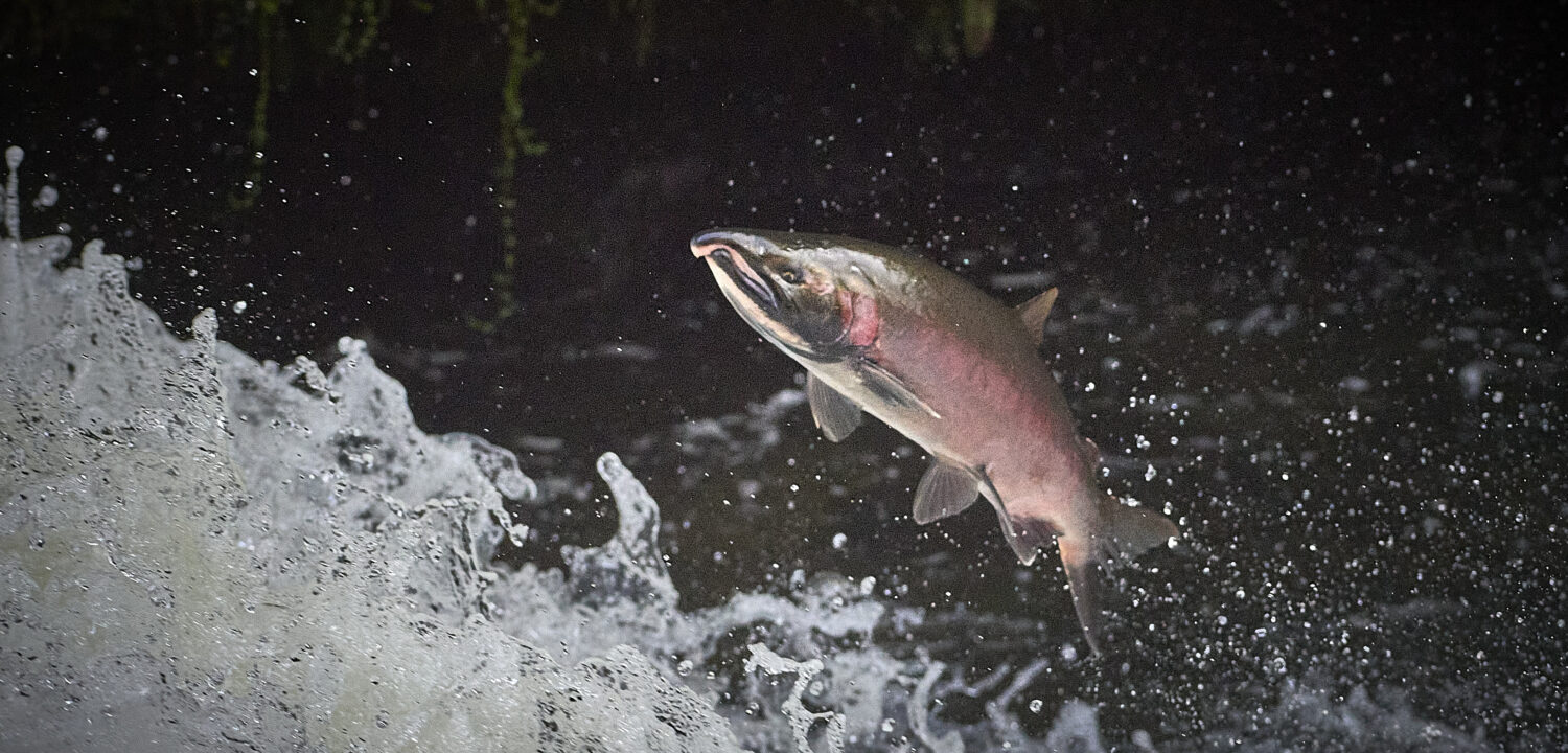 Home Wild Salmon Center