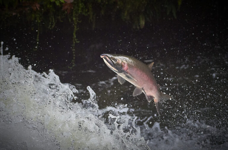 Oregon Coast Coho: A Bright Spot for Salmon Recovery