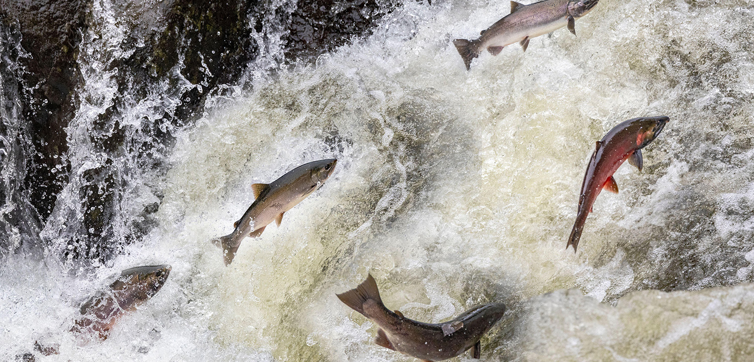 STREAM - Salmon Trout Restoration Education and Aquatic