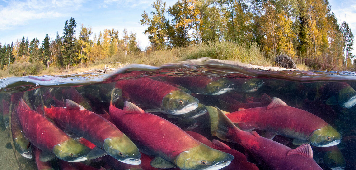 Fly fishing on the Bull River, British Columbia, Canada Stock Photo - Alamy