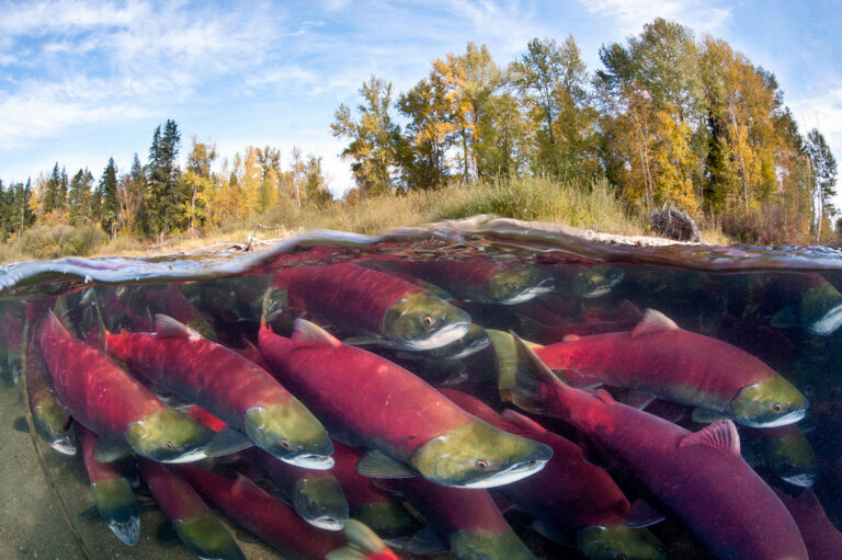 How We’re Fixing a Key Data Gap For Fisheries Managers