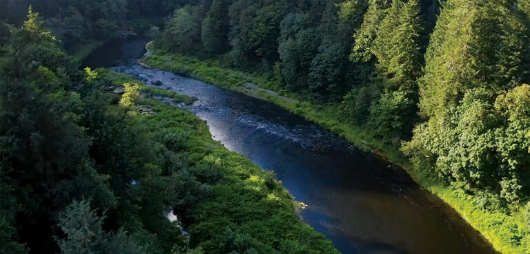 Take Action: Tell Oregon Elected Officials to Protect State Forests