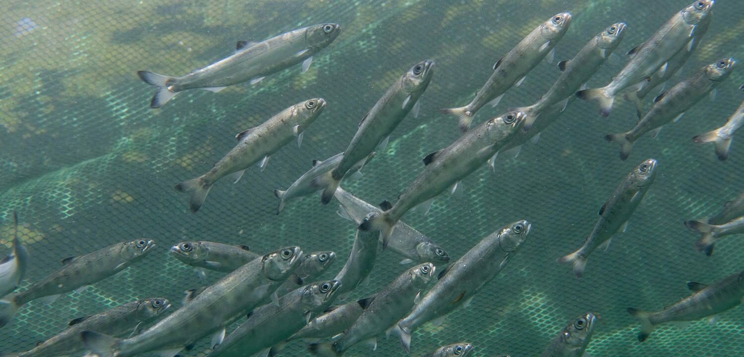 The Latest in the Campaign to End B.C. Open Net-Pens - Wild Salmon Center