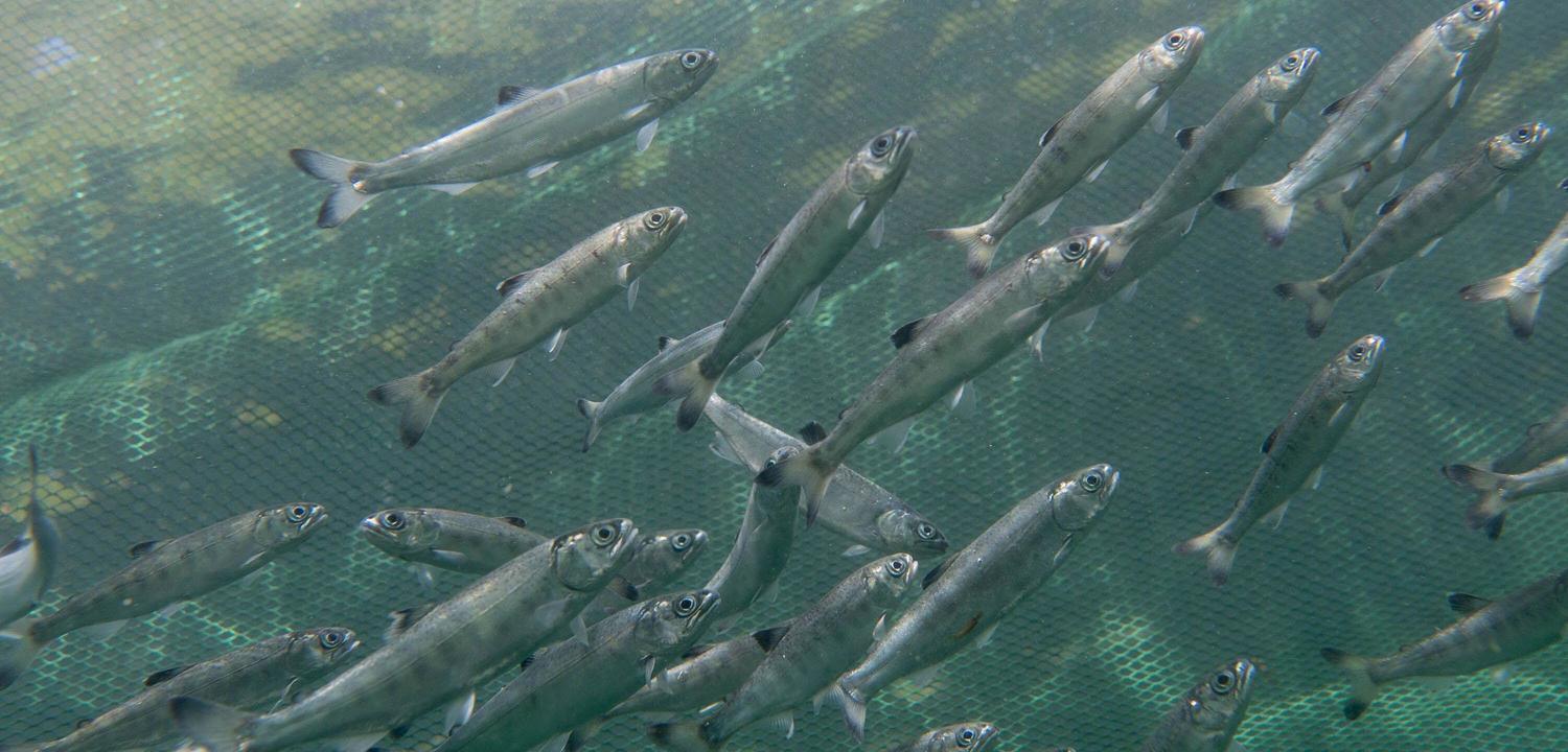 The Latest in the Campaign to End B.C. Open Net-Pens