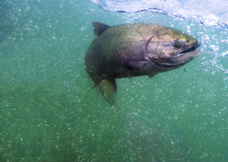 Are Cold Water and Diverse Strategies the Key to Chinook Success?