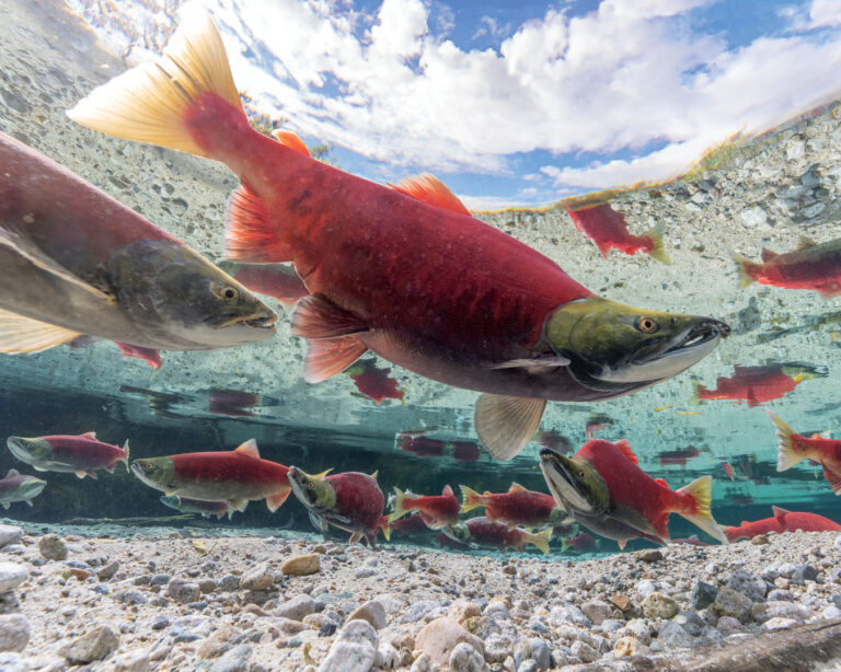 2022 Annual Report: What Is True Victory?