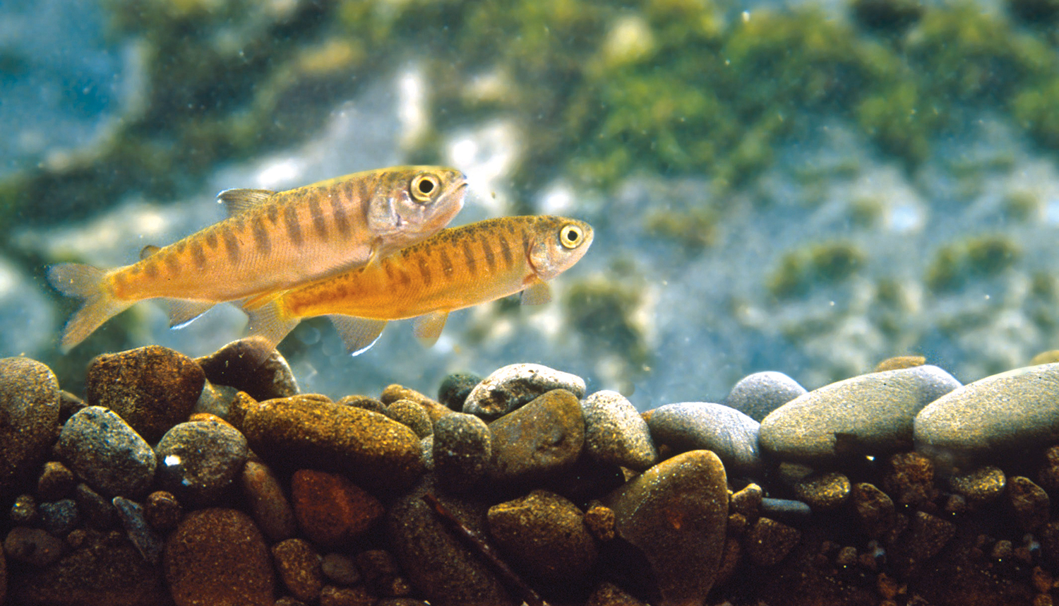 Salmon Need Cold Water. We’re Tracking It Across Continents. - Wild ...