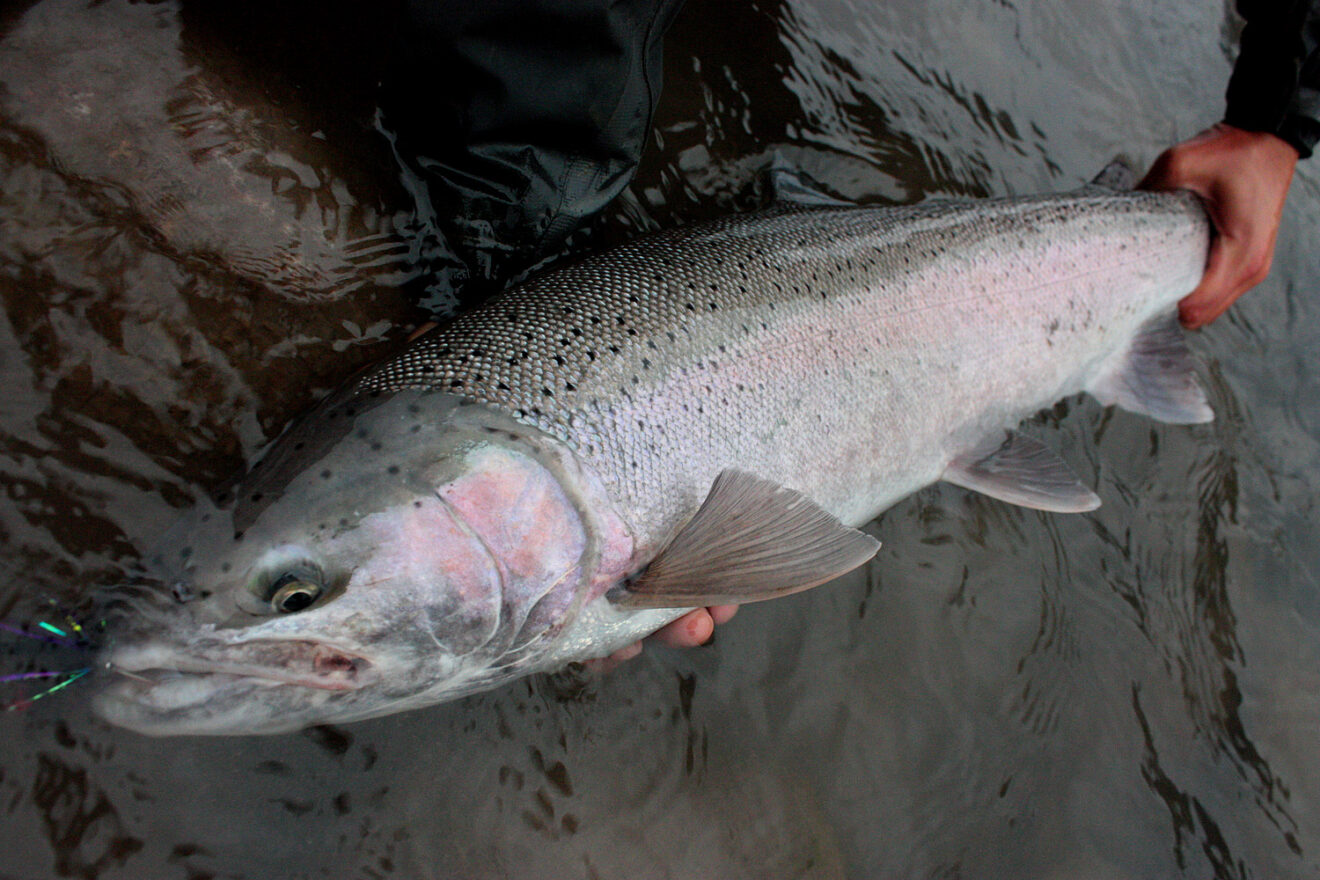 Heart of Steel - PART III - Wild Salmon Center