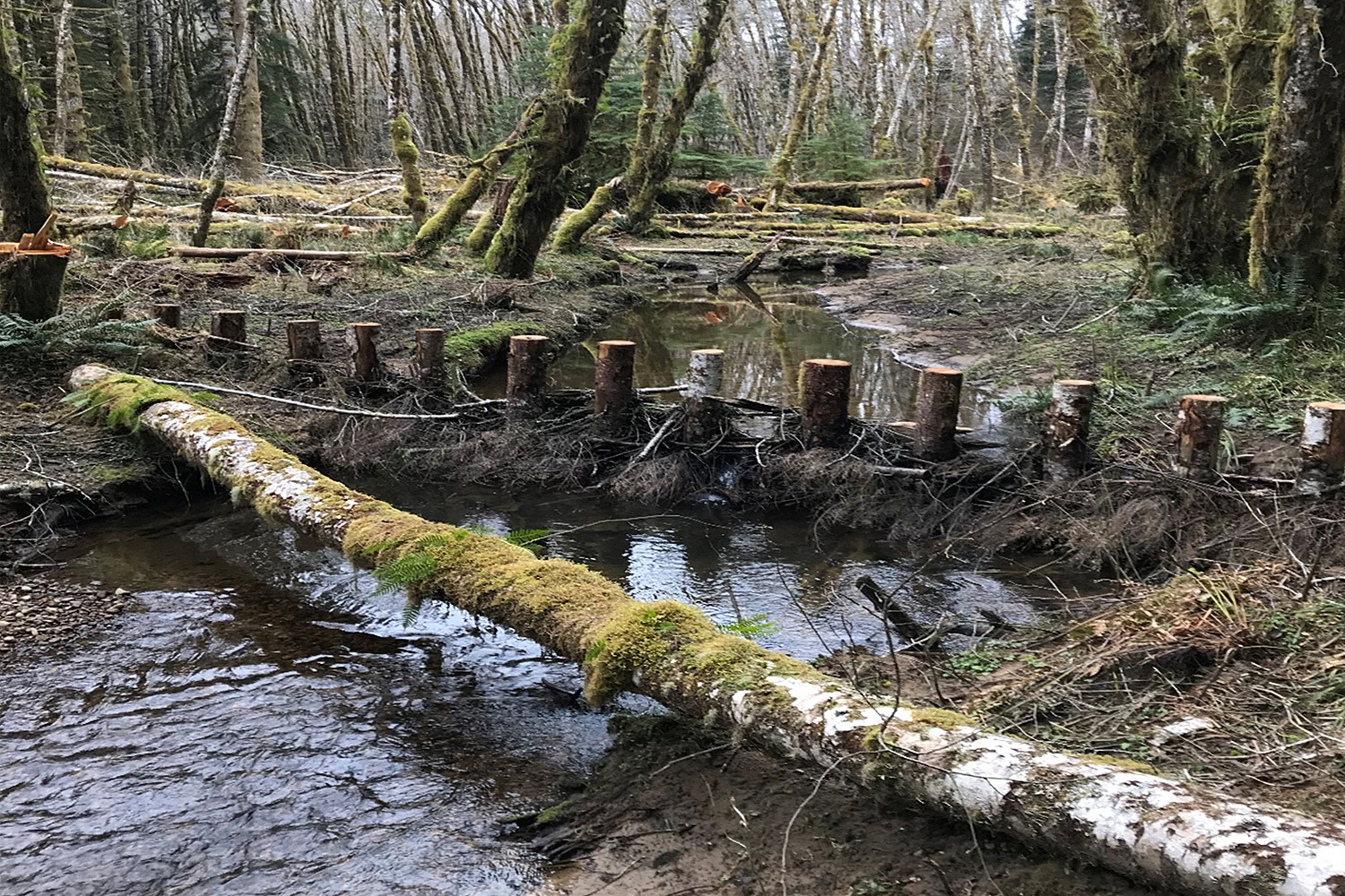 In Three Oregon Watersheds Restoration Drives Coho Recovery