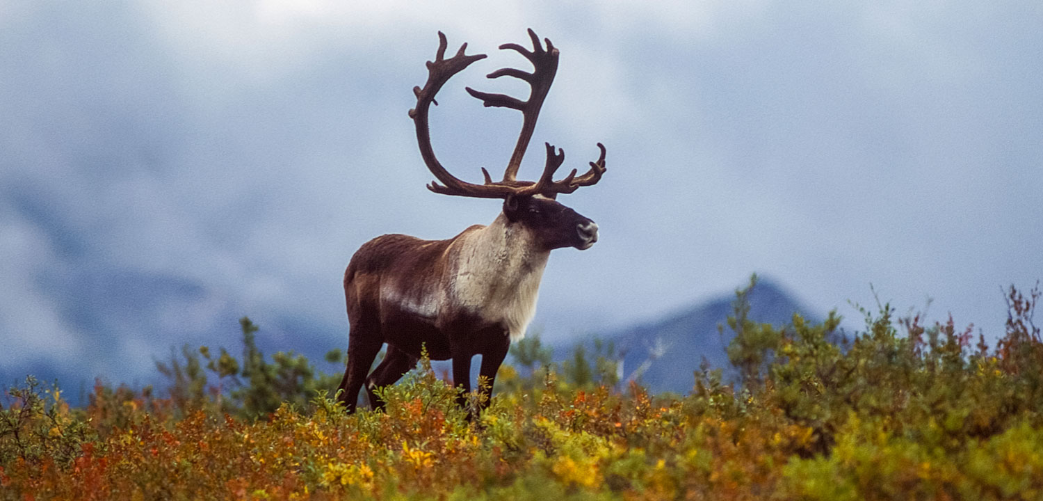 Part 2: A Close Look at an Antler, Autumn 2019, Resilient Forest Series