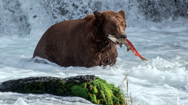 Take Action for Alaska Fish, Wildlife, and Public Lands