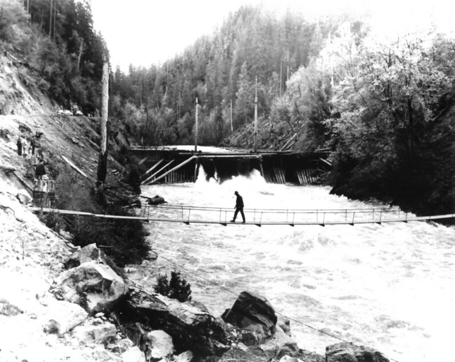 Fish gondola takes wild coho conservation to new heights