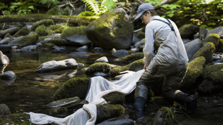 Wild Fry: A Conversation with Dr. Stephanie Carlson