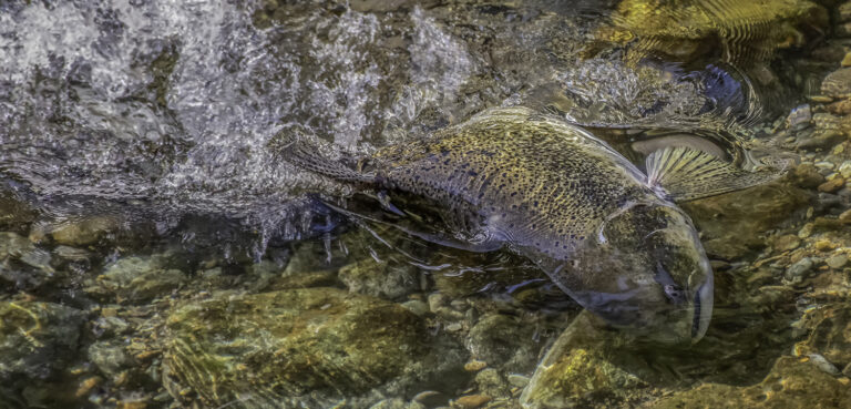 Meet Butte Creek: California’s Secret Stronghold