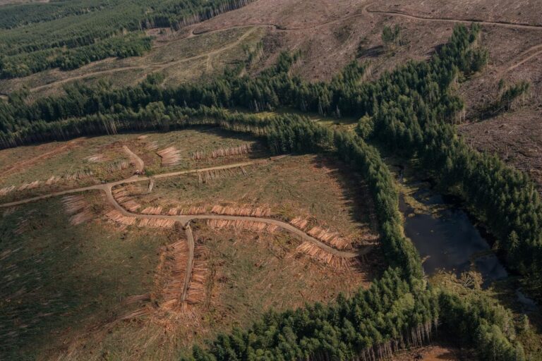 How Logging Impacts Salmon Rivers