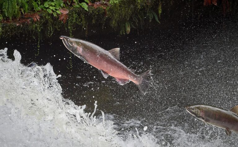 Salmon and the current state of the union