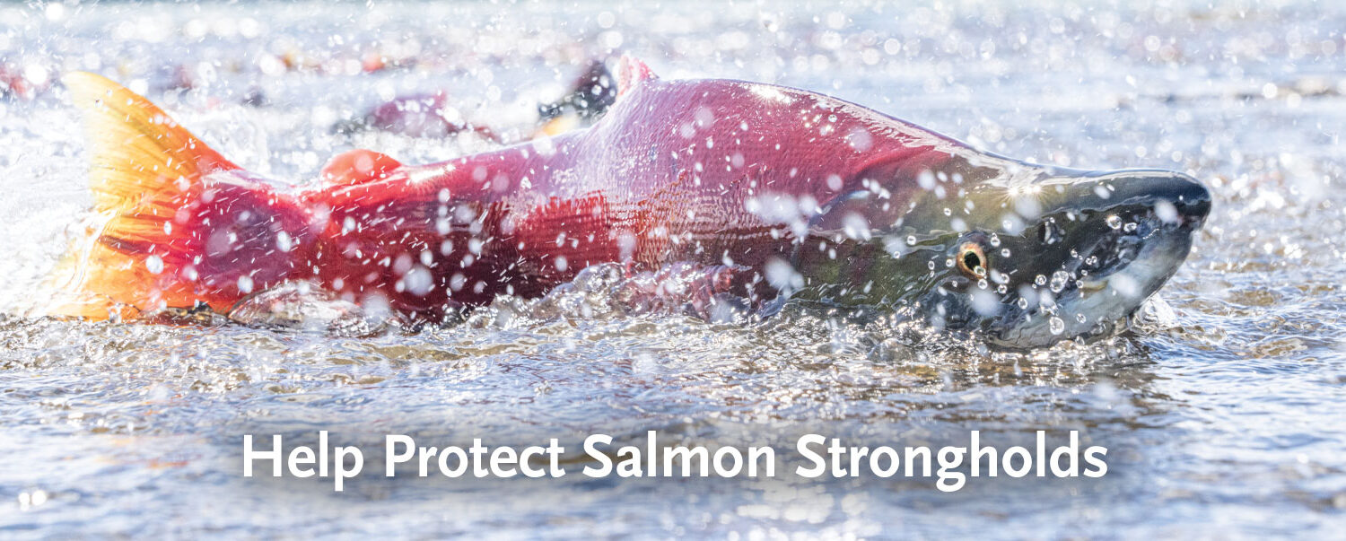 Sockeye salmon image