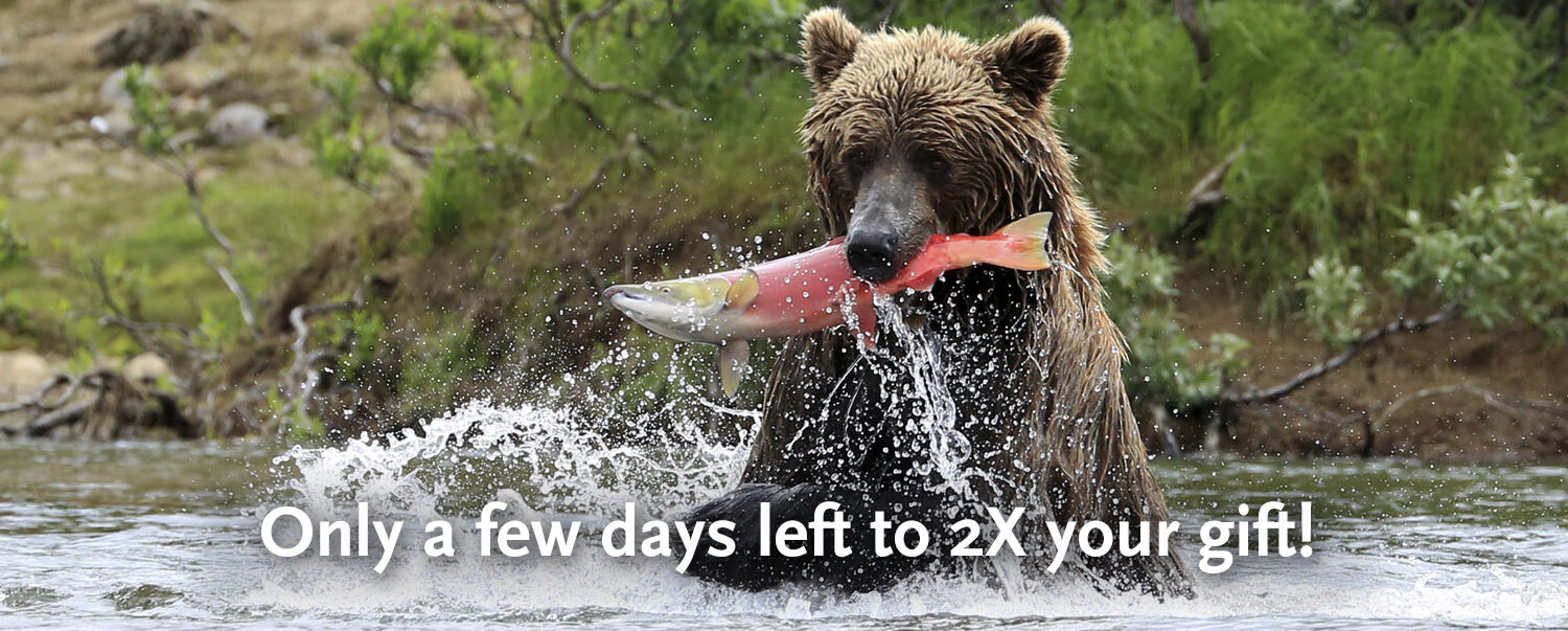 A bear holding an Alaskan Sockeye salmon in its mouth.