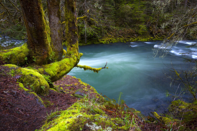 Despite Oregon’s grueling legislative session, forests and fish notch wins