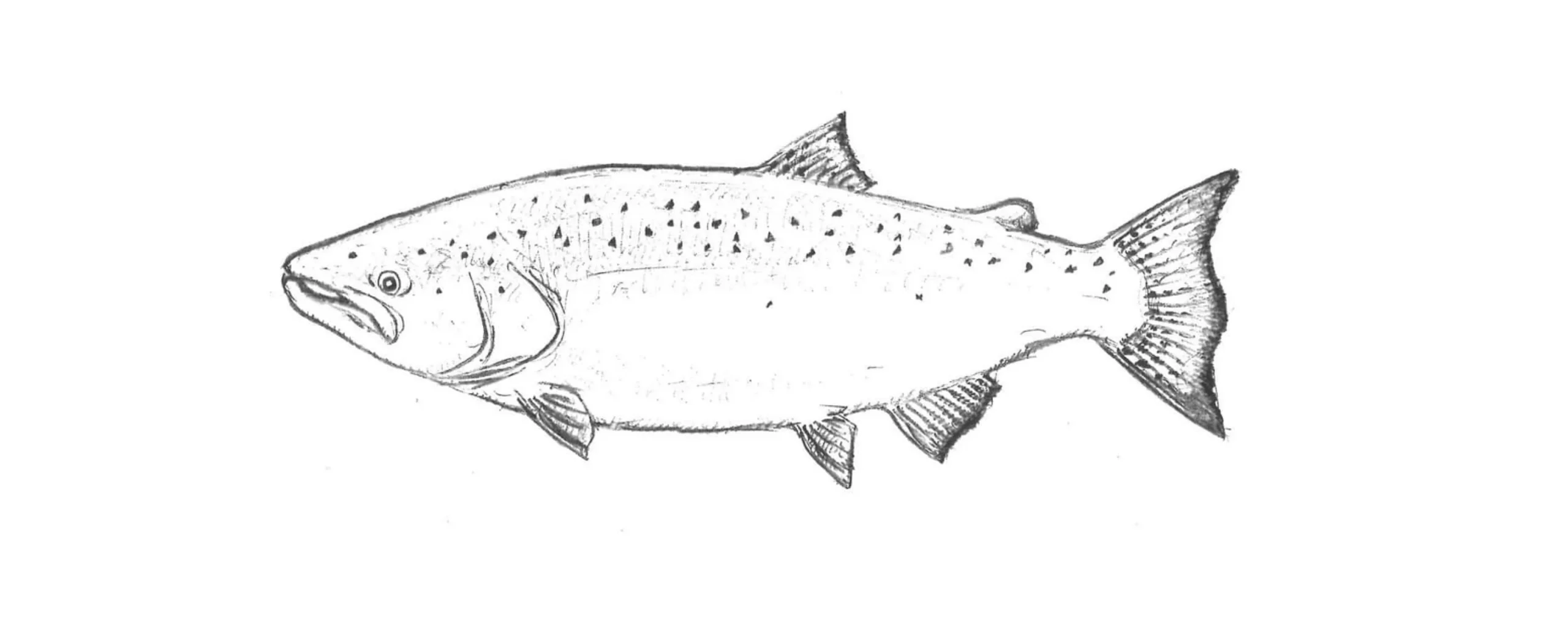 Pacific Salmon