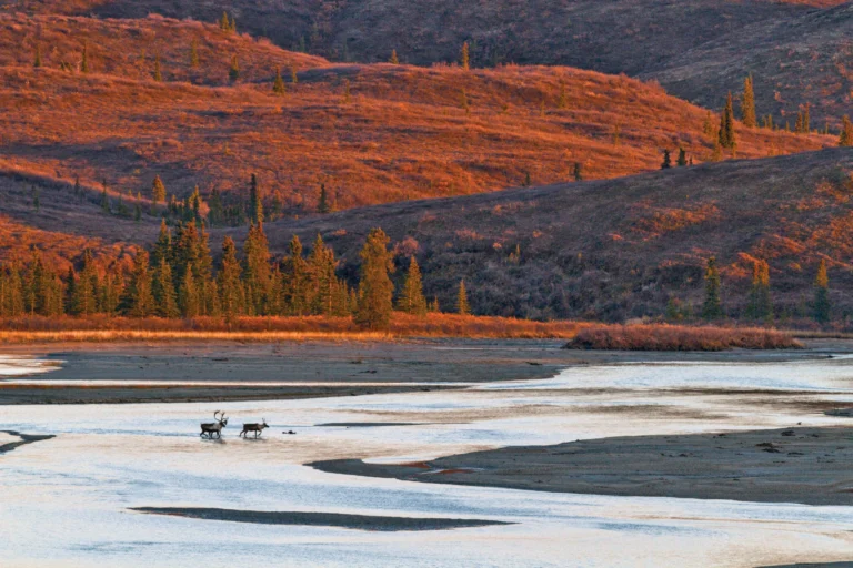 Partner Profile: Alexander Kulikov