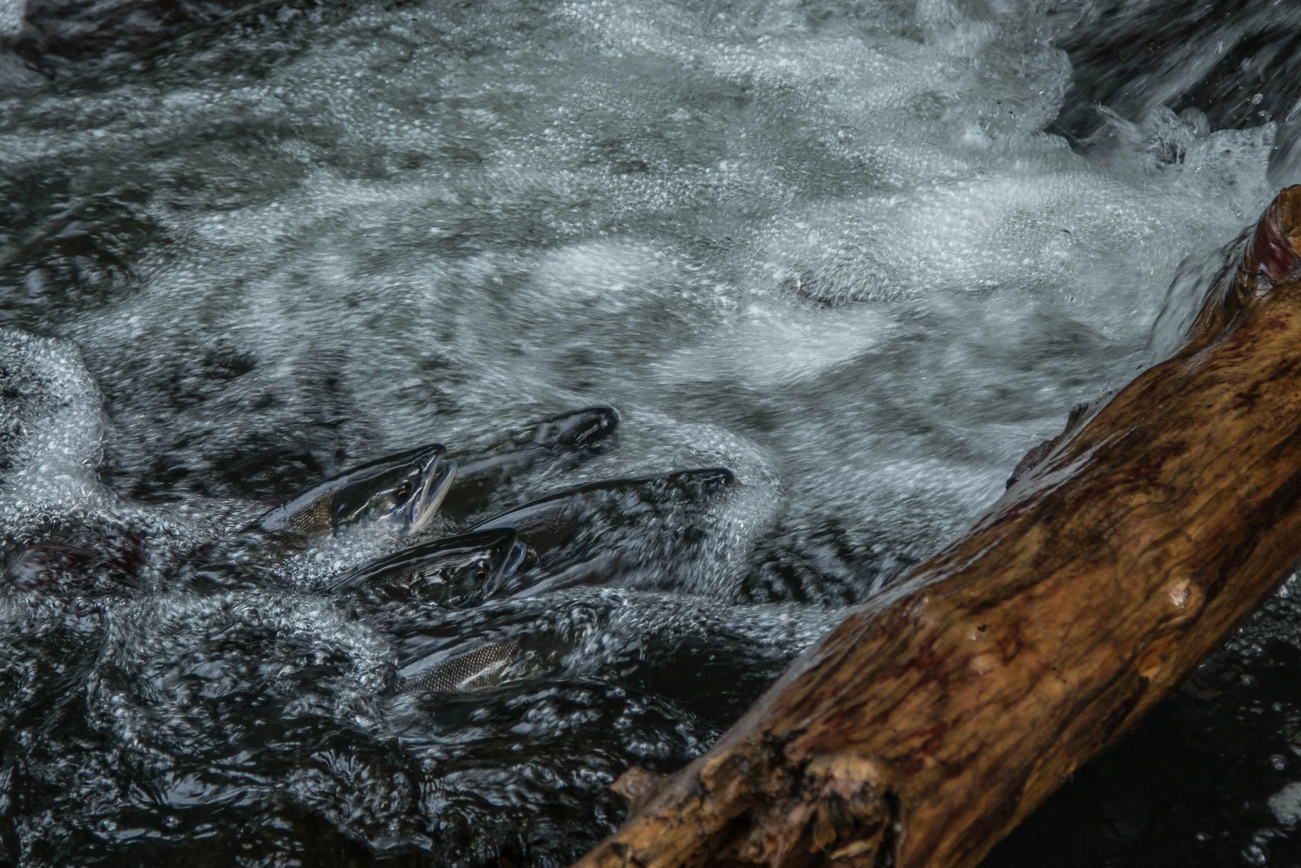 AK-Rory Dean-iStock-1138176993