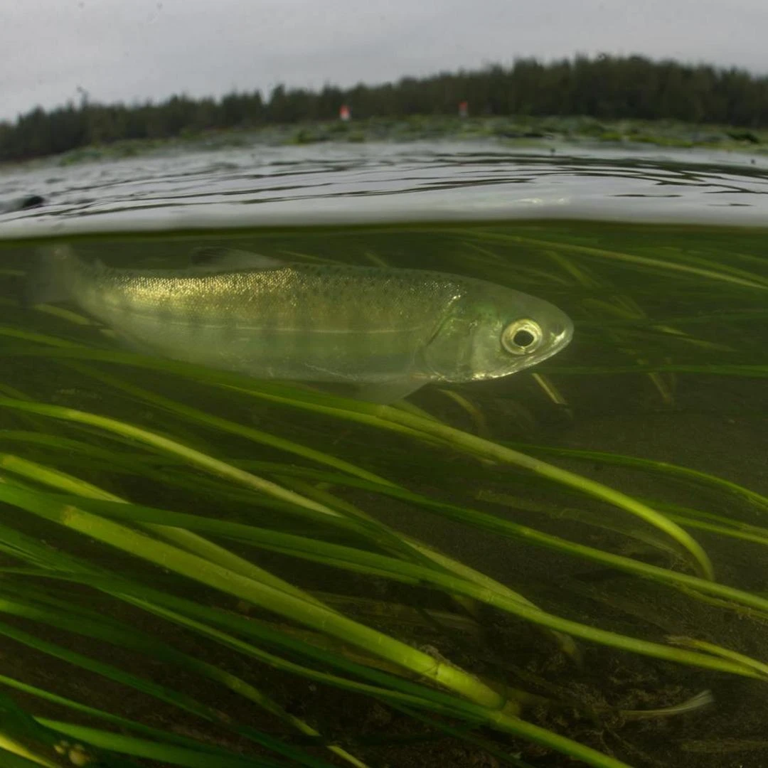 BC-Flora-Bank_Juvenile-Salmon_TC_006