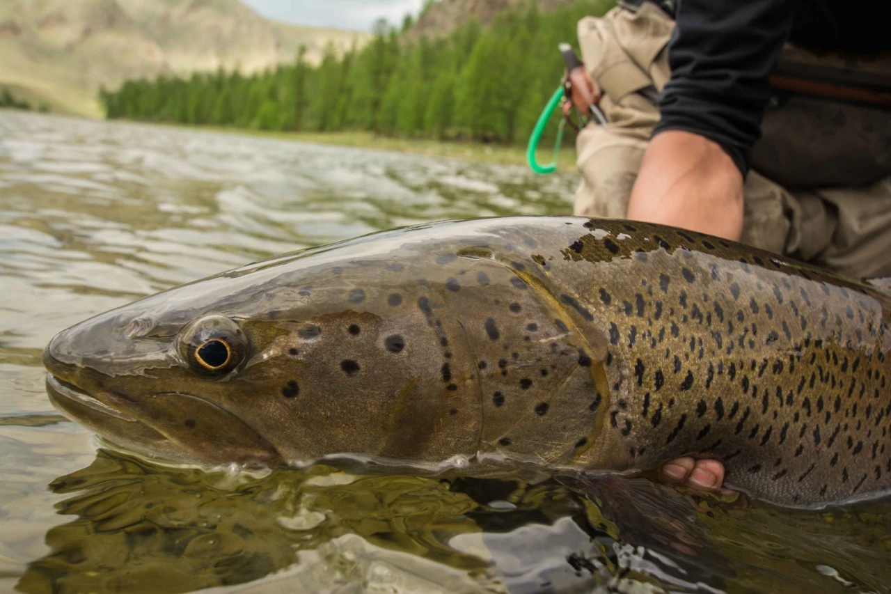 Support Taimen Conservation