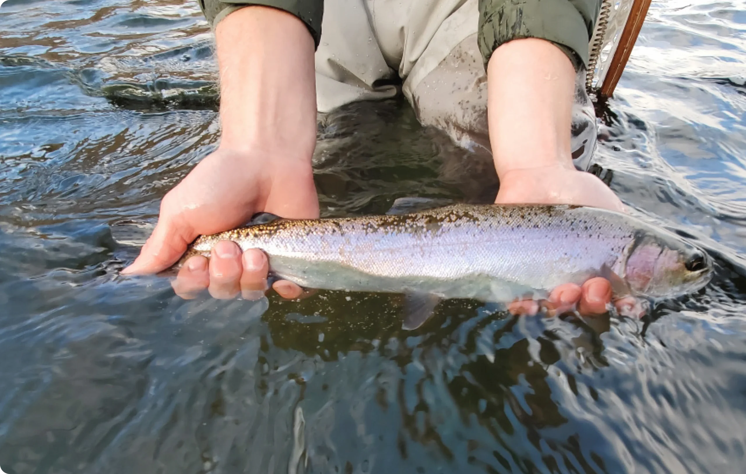 Heart of Steel: The Half Pounders