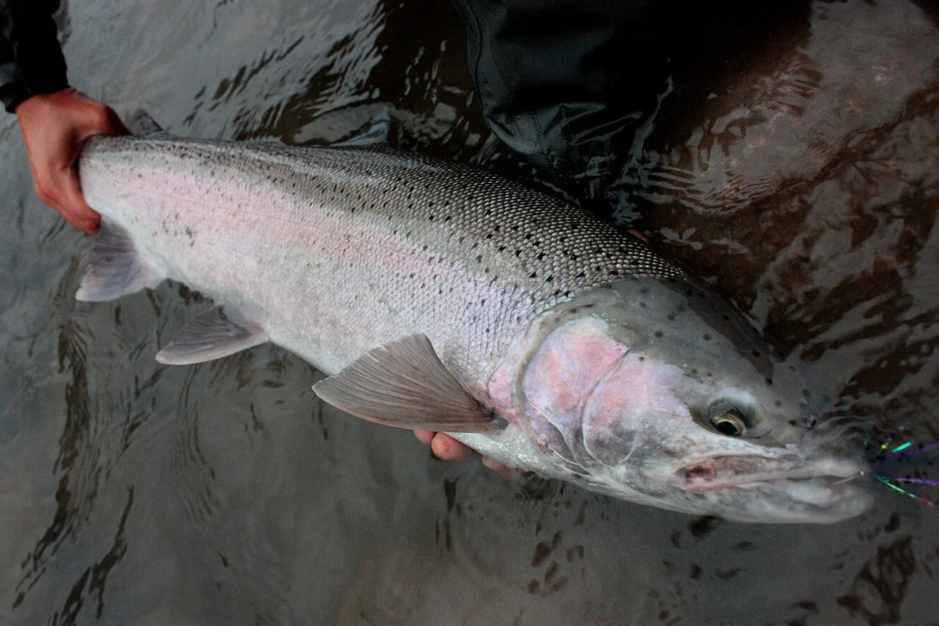 Heart of Steel: Steelhead,  Interrupted