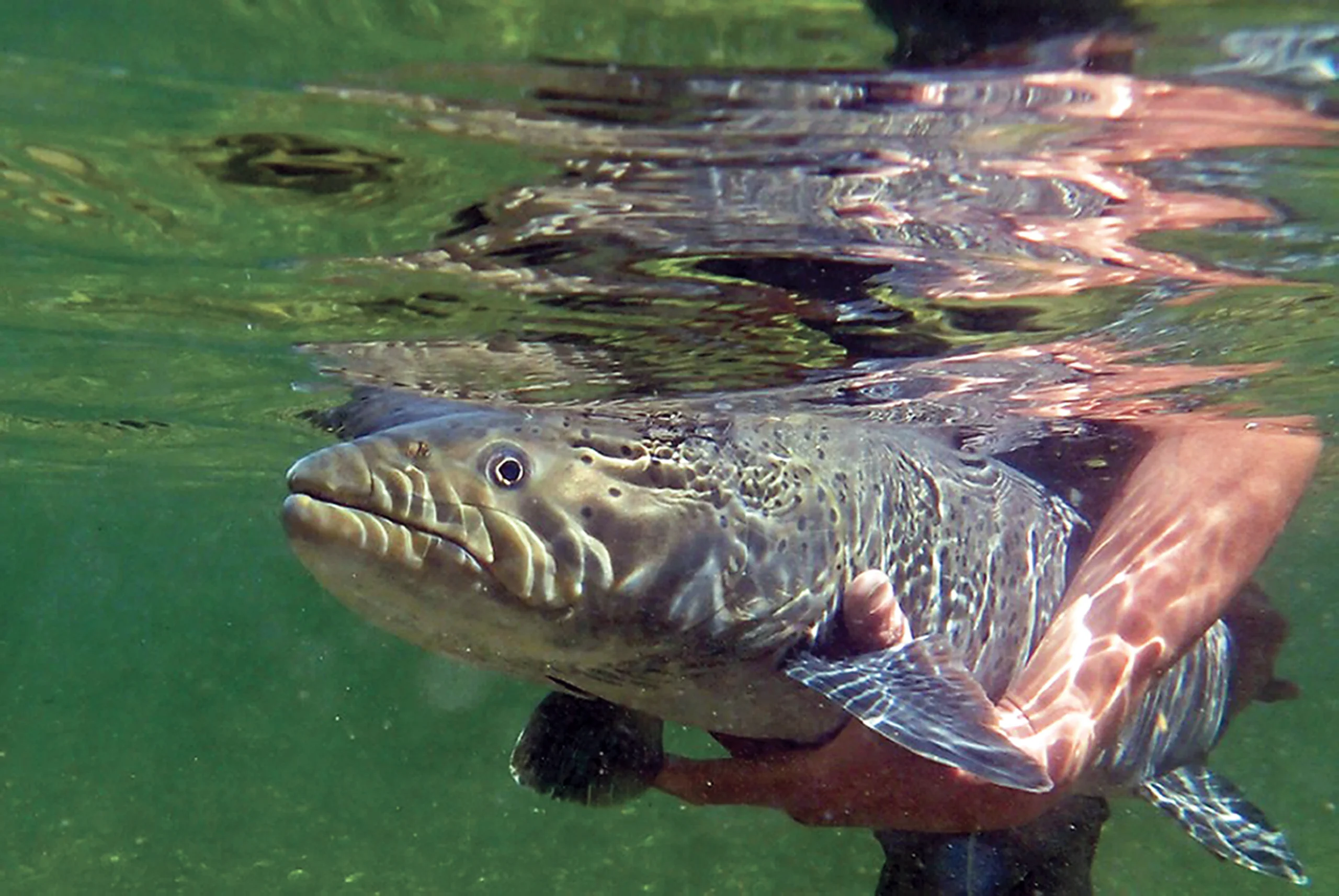 Mongolia MRO 10054-002.53Dr