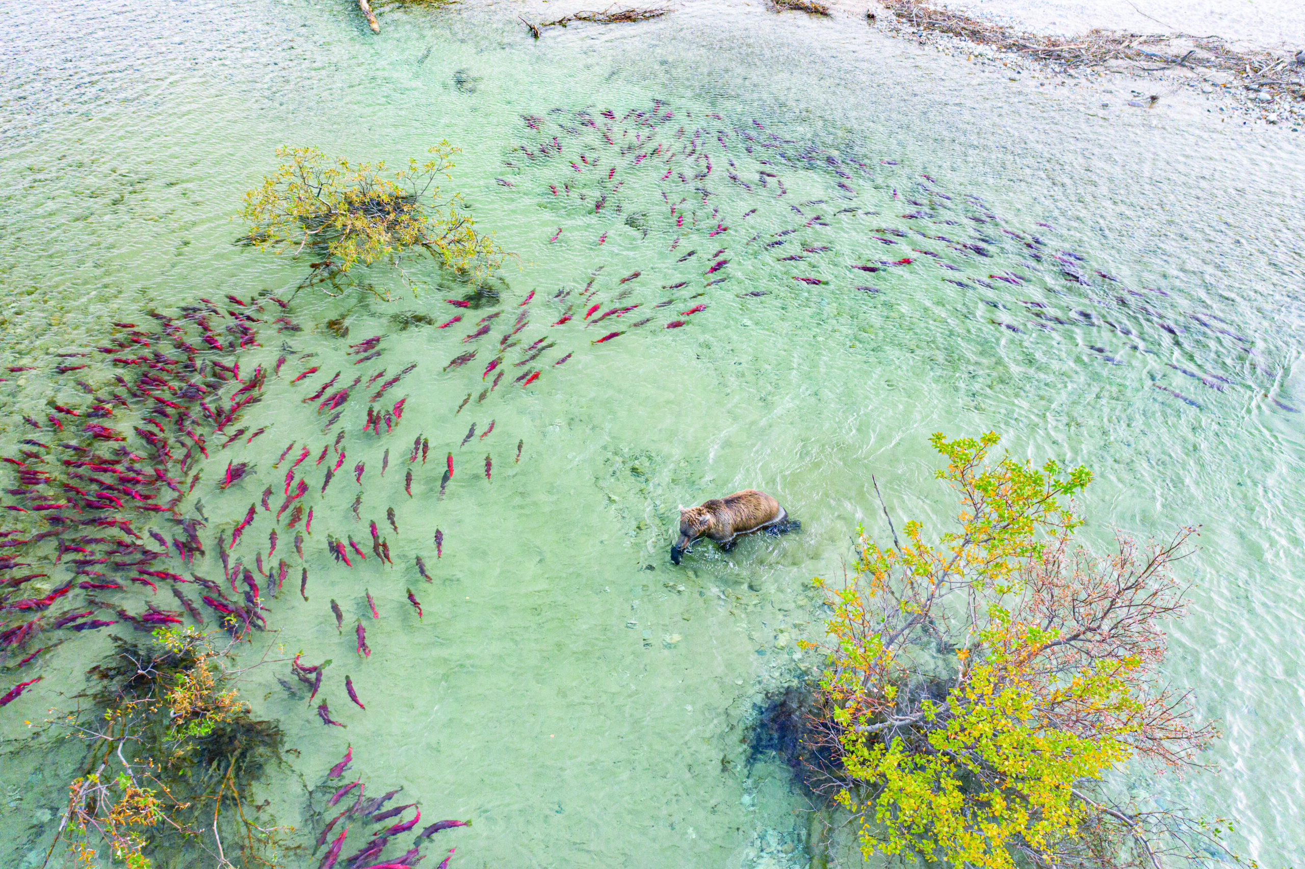 Bristol Bay Defense Fund