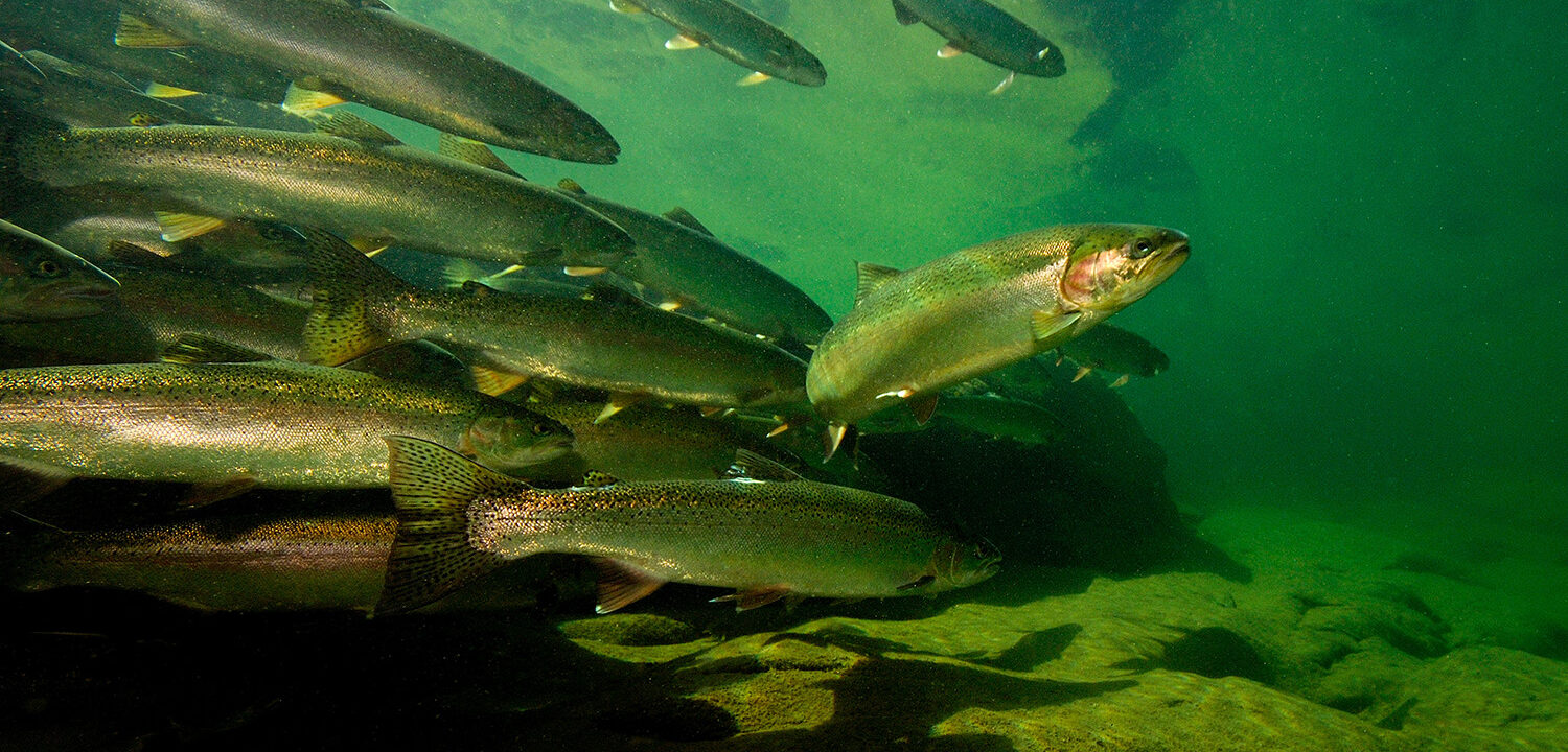 ATE2DG-Mark-Conlin-Alamy-1500-1500x720