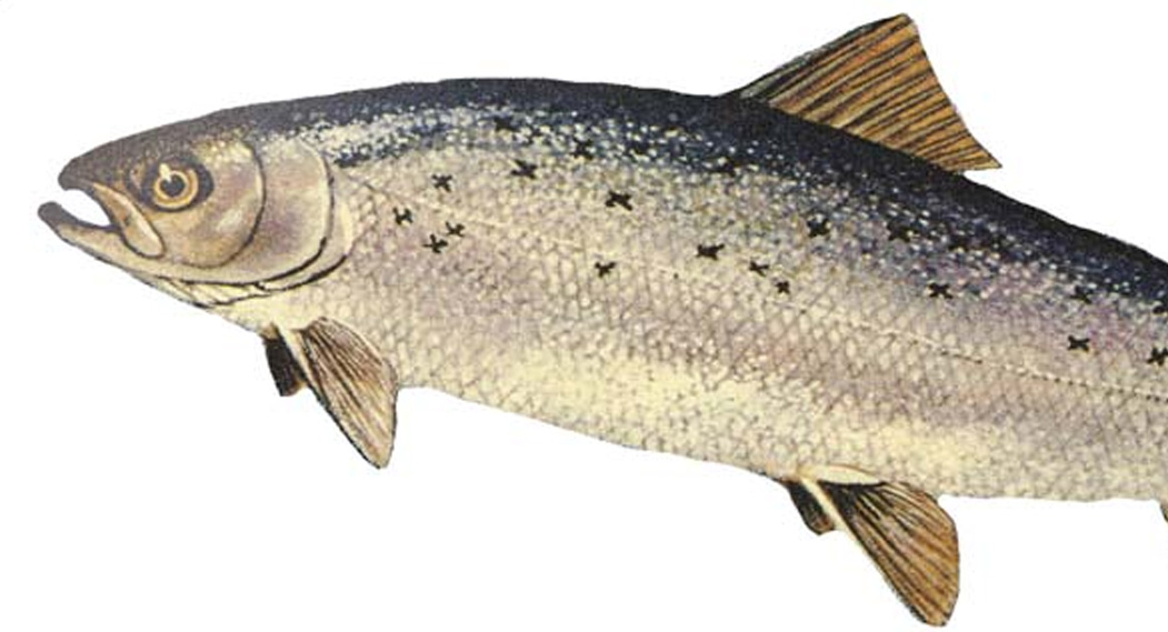 What about GMO Salmon?